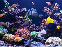 how to raise ph in a reef tank help