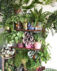 Plant Decor Indoor