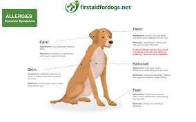 What can you do for dog allergies. Allergies In Dogs What To Look Out For And How To Help