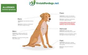 allergies in dogs first aid for pets