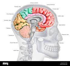 brain showing the various lobes ...