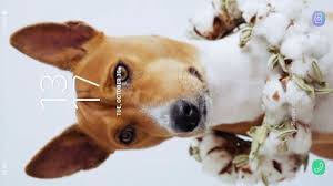 puppy live wallpaper you