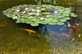 6 Uk Pond Fish You Need In Your Pond