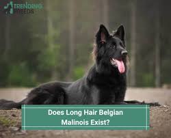 do long hair belgian malinois exist
