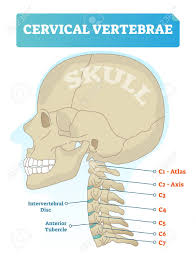 Vector Illustration Of Cervical Vertebrae Medical Scheme With