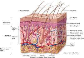 Physiology Of The Integumentary System