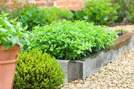 10 herb garden ideas