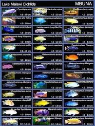 Image Result For Mbuna Compatibility Chart Tropical Fish