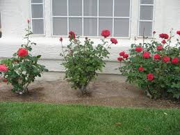 plant roses that grow well in hot