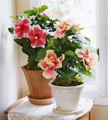 Indoor Flowering Plants Planting Flowers