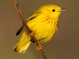 Yellow Warbler - eBird