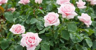 5 Types The Right Rose For Your Garden