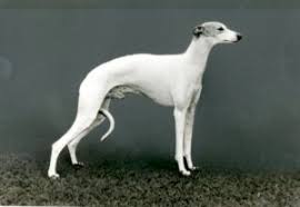 The other dog group color when link is rolled over. How To Tell The Difference Italian Greyhound Vs Whippet