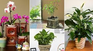 Vastu Plants For Office Which Plants