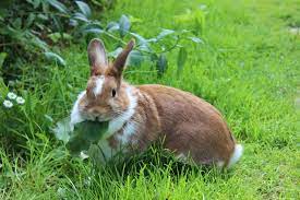 how to keep rabbits away from your lawn