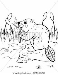 This beaver coloring pages will helps kids to focus while developing creativity, motor skills and color recognition. Coloring Page Outline Vector Photo Free Trial Bigstock
