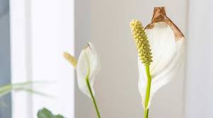 15 common problems with peace lily plants