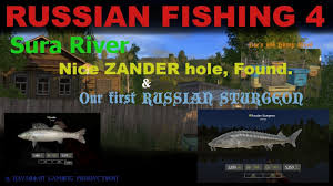 I was hoping to catch some common carp for fried carp and stuff and we. Russian Fishing 4 Sura River At Last Feeder Fishing Trolling 1st Russian Sturgeon Youtube