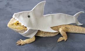 Image result for dogs in shark costumes