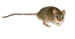 Mouse Wikipedia