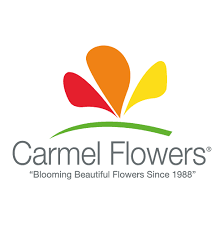 carmel flowers blooming beatiful