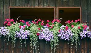 Piantare i fiori da giardino e prendersene cura non è un lavoro difficile da svolgere da soli. Piante Da Balcone Perenni Ricadenti Ecco Le Migliori