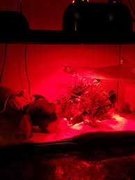 Is Red Lights Good For Bearded Dragons At Night If Interested This Is A Zoomed Light Beardeddragons