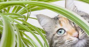 Poisonous Plants For Cats