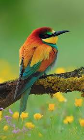 hd nature beautiful bird wallpapers