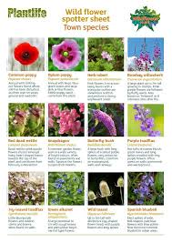 Plant.id offers a plant identification service based on machine learning. Wildflower Identification Get The Kids Spotting Town Plants And More