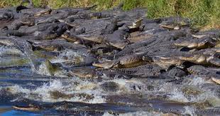 Dozens of alligators flock to 134-foot-deep sinkhole in Florida - CBS News