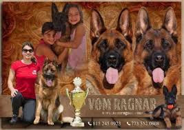 Or you've already started your quest to find the perfect pup for you and your family. German Shepherd Breeders In Chicago Il Announced One Of The Top Nation Pure Pups