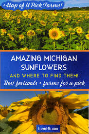 Amazing Michigan Sunflowers Fields