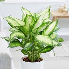 Top 10 Houseplants Poisonous To Cats