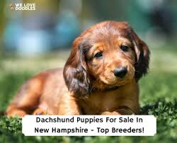 dachshund puppies in new
