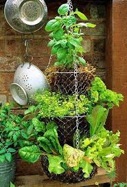 Diy Herb Garden Hanging Herbs