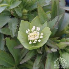 Plant Profile for Helleborus dumetorum - Green-flowered Hellebore ...