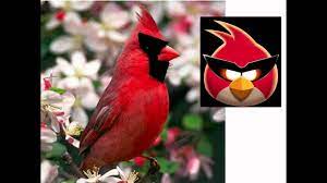 Angry Birds in real life/en la vida real (COMPLETO) - YouTube
