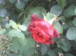 Free Picture Red Rose Garden