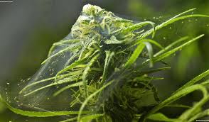Spider Mites Get Rid Of Them Quick Grow Weed Easy