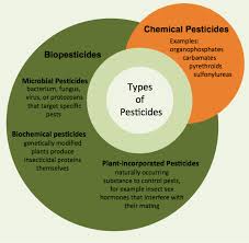 gmos and pesticides helpful or harmful