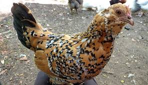 5 Bantam Chickens Perfect For Your Small Backyard Hobby Farms