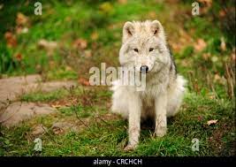 Arctic Wolf Looking Attentively Stock Image Image Of Canada Canis  gambar png