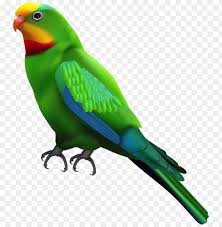 green parrot transpa png images