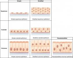 Epithelial Tissue Characteristics Types And Functions