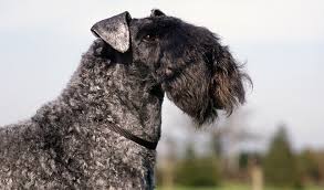 The united states kerry blue terrier club is the only official akc national representative and guardian of the breed. Kerry Blue Terrier Breed Information