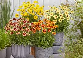 A Brief Guide To Container Gardening