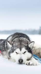 We offer an extraordinary number of hd images that will instantly freshen up your smartphone or computer. Husky Iphone Wallpapers Top Free Husky Iphone Backgrounds Wallpaperaccess