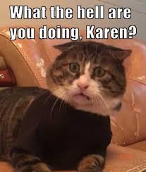 Spraying cat with water meme. Damn It Karen You And Those Cat Memes Lol Why