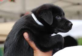 It is a way for donors to provide direct support. 7 Reasons Why You Should Adopt A Rescue Puppy